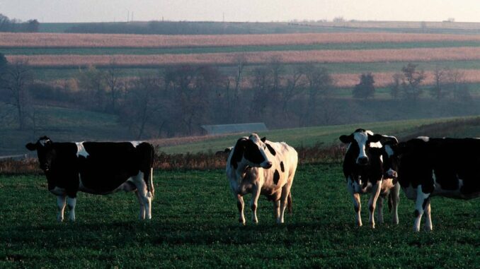 cows