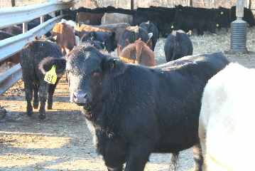 Iowa Cattlemen's Association